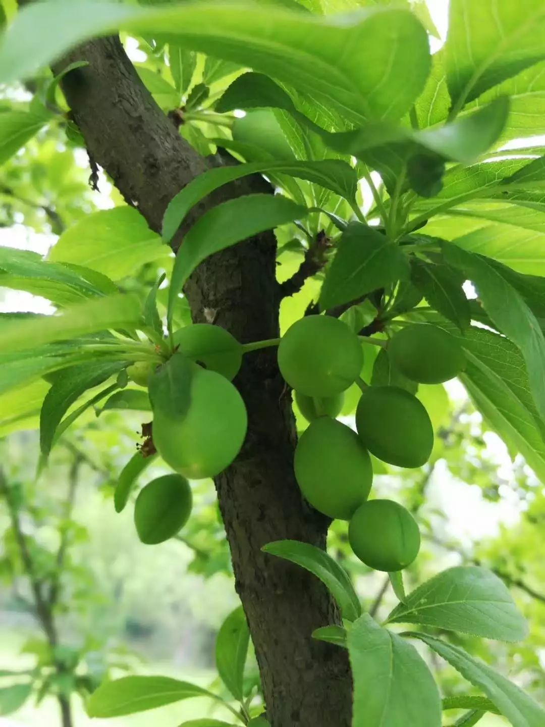 直播青梅，學(xué)習(xí)之芽的成長軌跡
