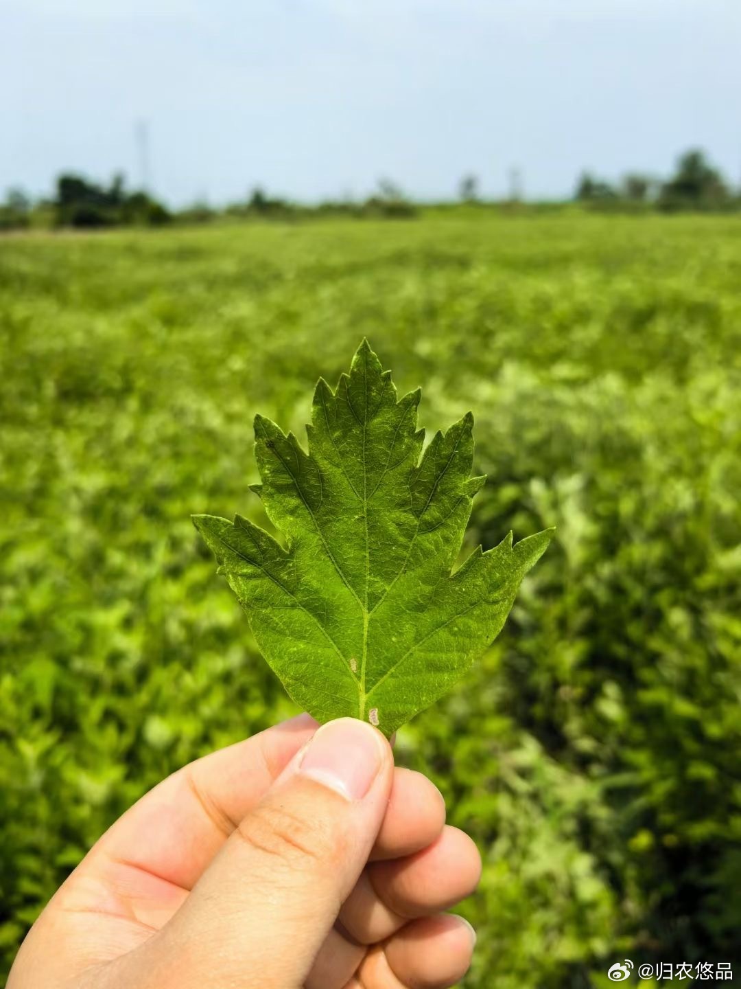 F艾草直播，學(xué)習(xí)、蛻變與自信之種在每次點(diǎn)擊中綻放光彩