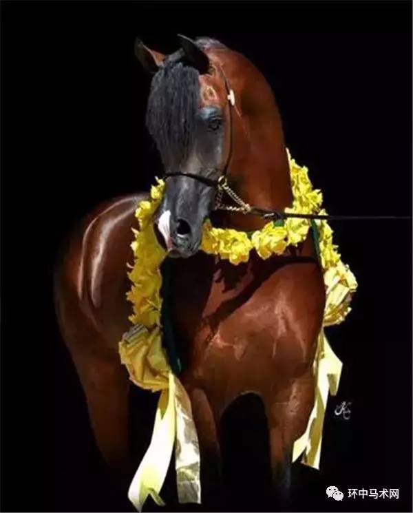2024澳門特馬開獎(jiǎng)138期圖庫鑒賞，POG511.86版動(dòng)態(tài)解析