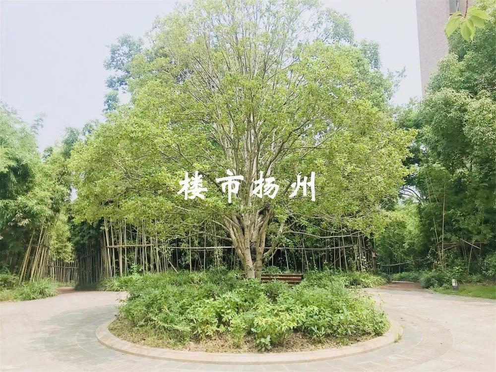 揚(yáng)州各小區(qū)最新房價(jià)揭秘，大解密探索房價(jià)走勢?????