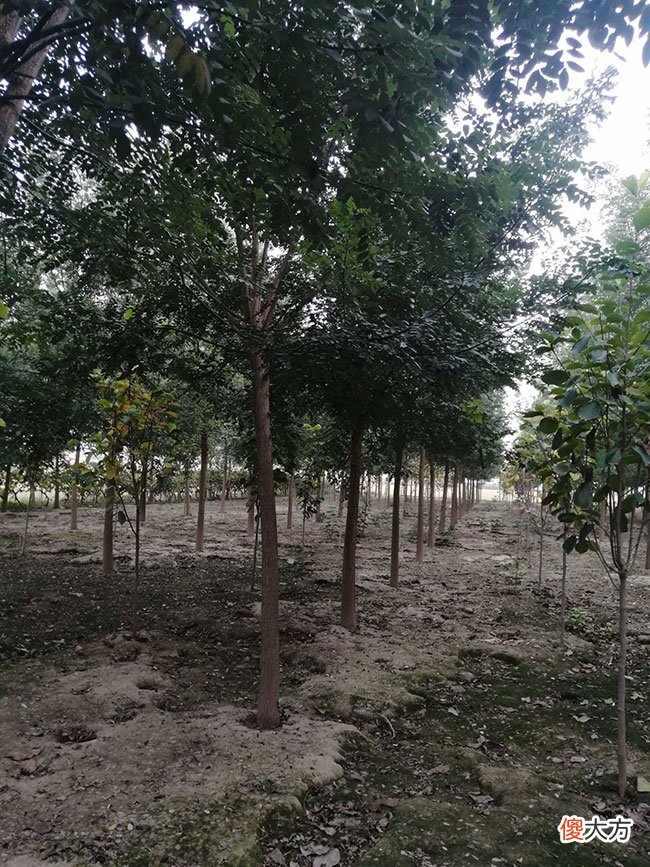 國槐最新價格表及市場趨勢解析，全面洞悉國槐價格動態(tài)與行情