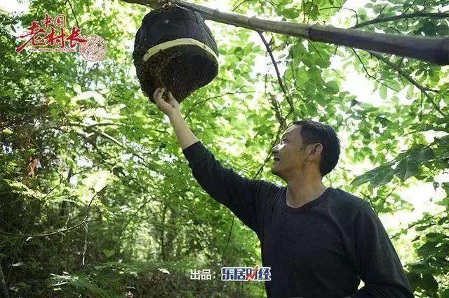 養(yǎng)殖中蜂最新技術(shù)視頻，技術(shù)革新引領產(chǎn)業(yè)前景探討