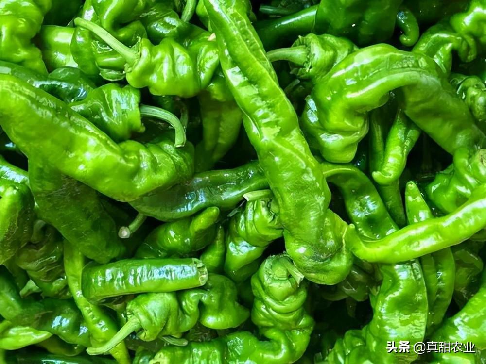 今日最新蔬菜價(jià)格，融入日常生活的物價(jià)變化