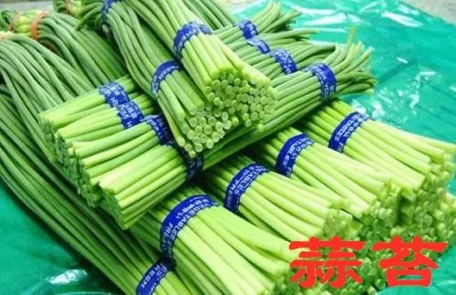 今日蒜苔價格行情深度解析，新鮮蒜苔市場走勢一覽
