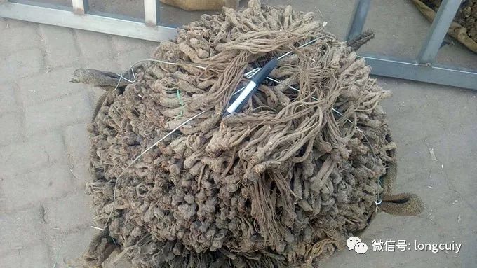 甘肅當(dāng)歸最新價(jià)格行情，變化中的機(jī)遇，成就感的源泉