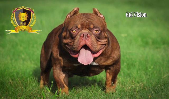惡霸犬比賽,惡霸犬比賽，一種文化現(xiàn)象的多維解讀