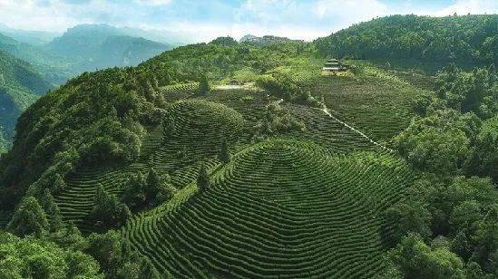 重慶茶園最新動態(tài)資訊